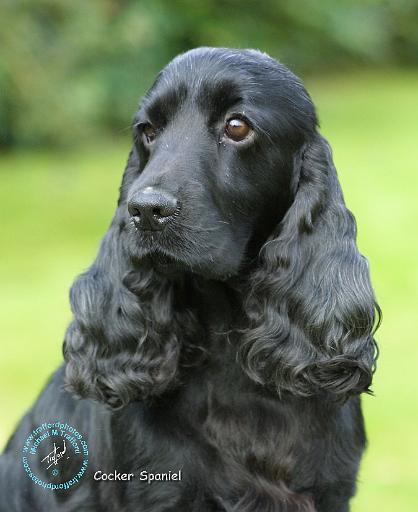 Cocker Spaniel 9T004D-534.JPG